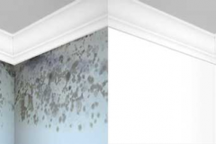 Mould-Before-and-After